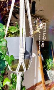 suncatcher plant